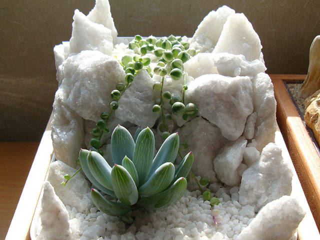 f:id:haworthii:20190718165954j:plain