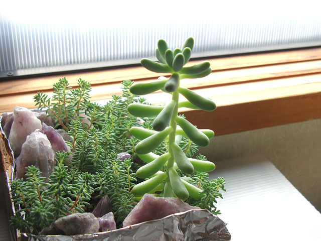 f:id:haworthii:20190811151855j:plain