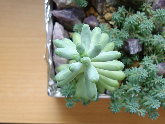 f:id:haworthii:20190821191449j:plain f:id:haworthii:20190821191449j:plain