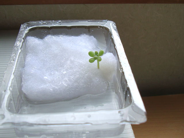 f:id:haworthii:20190821192704j:plain f:id:haworthii:20190821192704j:plain