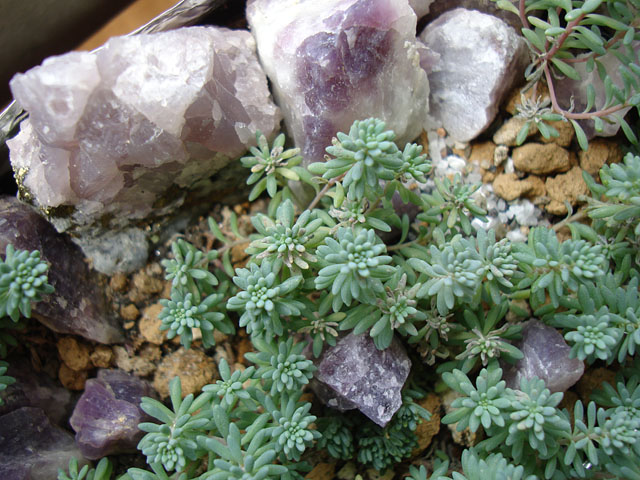 f:id:haworthii:20190821193007j:plain f:id:haworthii:20190821193007j:plain