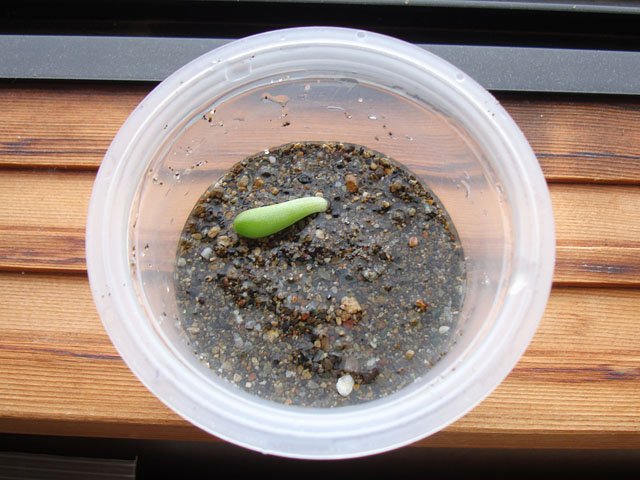 f:id:haworthii:20190904171528j:plain