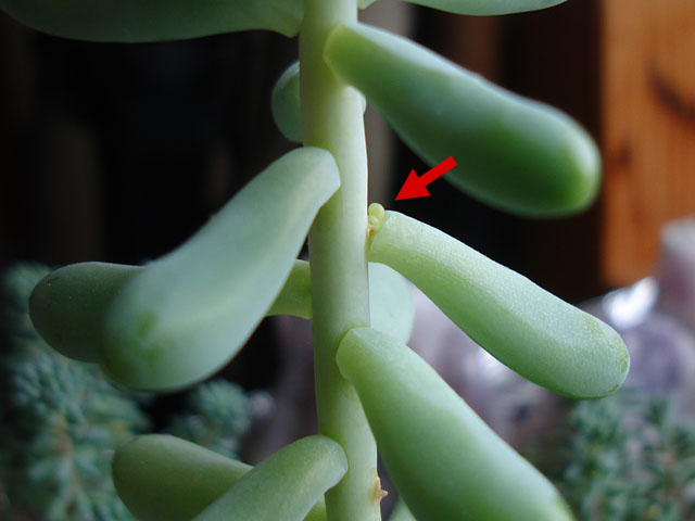 f:id:haworthii:20190904171709j:plain