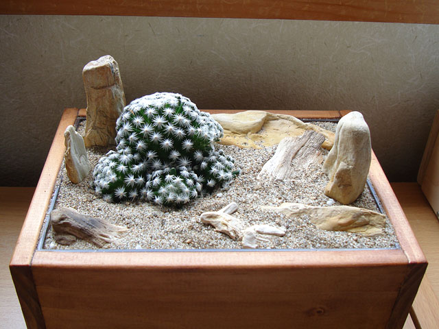 穴無し鉢に4年半植えっぱなしのサボテンを抜いてみた - 石と多肉植物