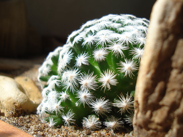 f:id:haworthii:20190906225117j:plain f:id:haworthii:20190906225117j:plain