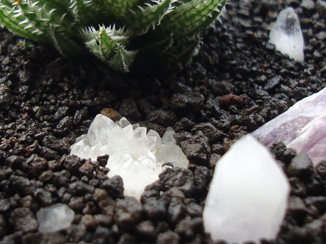 f:id:haworthii:20190919154826j:plain