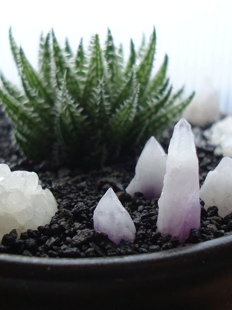 f:id:haworthii:20190919154940j:plain