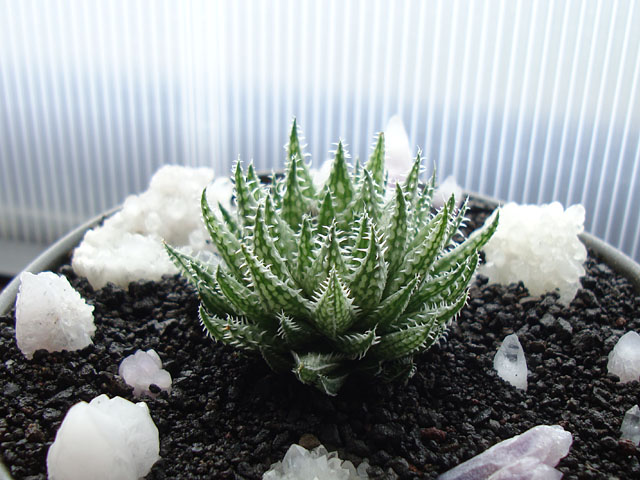 f:id:haworthii:20190919155420j:plain