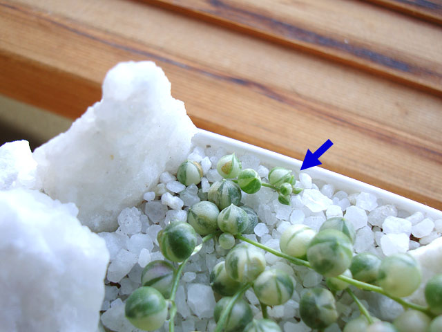 f:id:haworthii:20190928095323j:plain