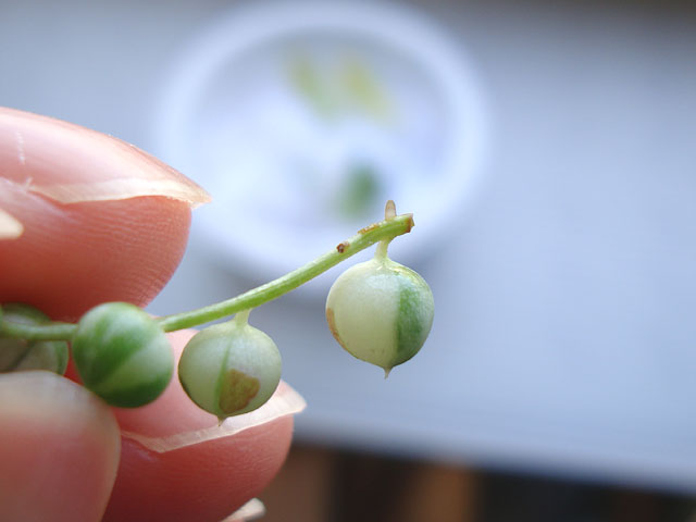 f:id:haworthii:20190928095333j:plain