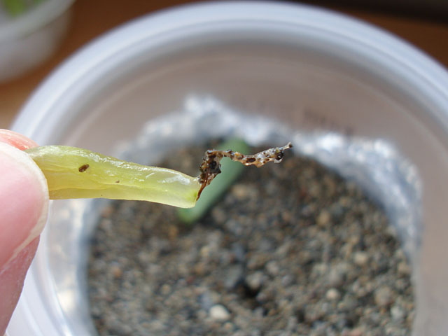 f:id:haworthii:20190928095621j:plain