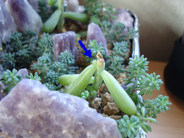 f:id:haworthii:20190928095934j:plain