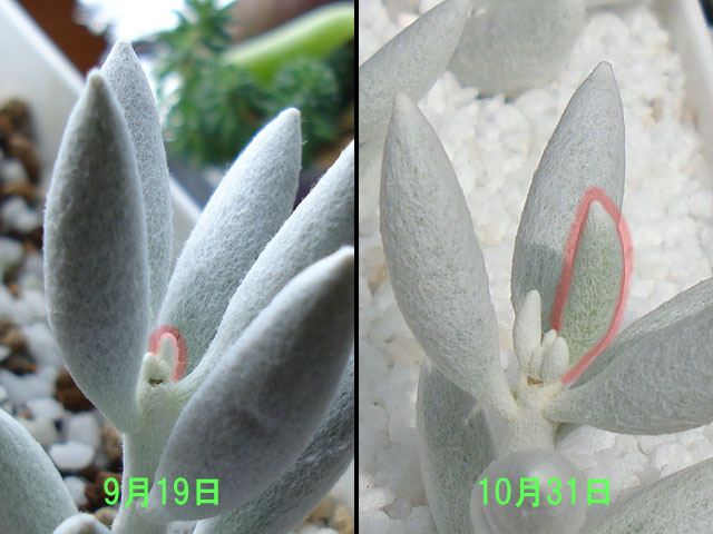 f:id:haworthii:20191031114226j:plain