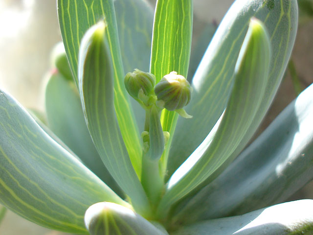 f:id:haworthii:20191102201541j:plain f:id:haworthii:20191102201541j:plain