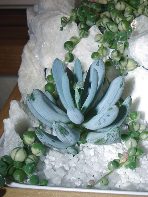 f:id:haworthii:20191102201633j:plain f:id:haworthii:20191102201633j:plain