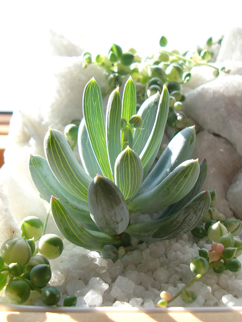 f:id:haworthii:20191102201655j:plain f:id:haworthii:20191102201655j:plain