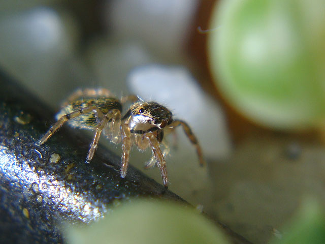 f:id:haworthii:20191105114001j:plain