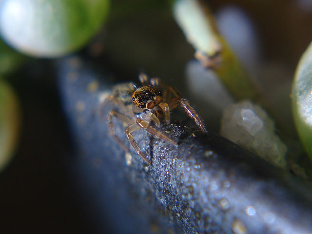 f:id:haworthii:20191105114235j:plain