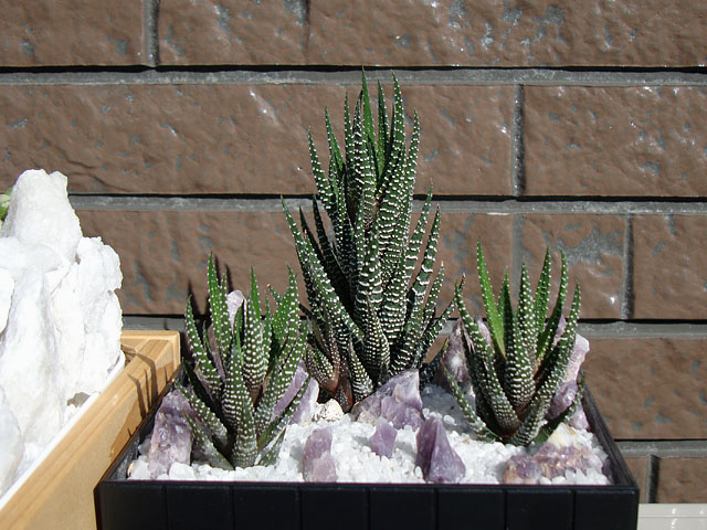 f:id:haworthii:20191107185913j:plain f:id:haworthii:20191107185913j:plain