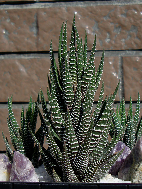 f:id:haworthii:20191107190043j:plain f:id:haworthii:20191107190043j:plain