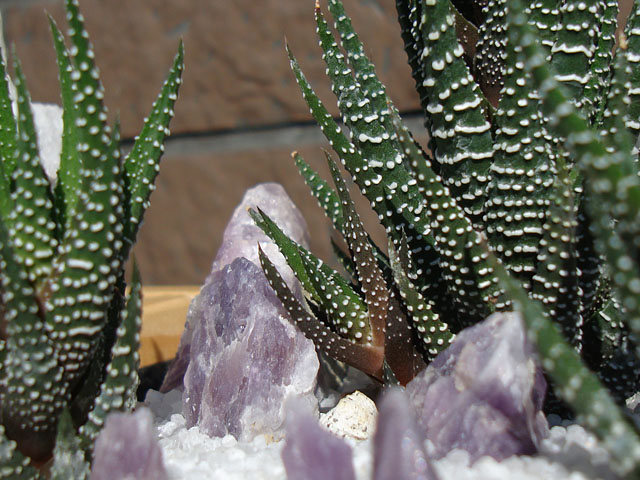 f:id:haworthii:20191107190213j:plain f:id:haworthii:20191107190213j:plain