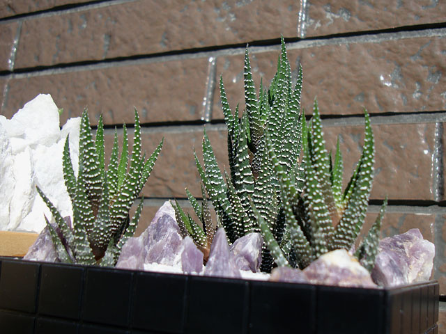 f:id:haworthii:20191107190254j:plain f:id:haworthii:20191107190254j:plain