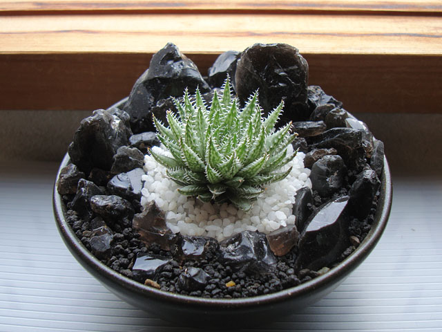 多肉植物 ハオルチア ルテオローザ×ウィミー交配 J-30 ほどけ