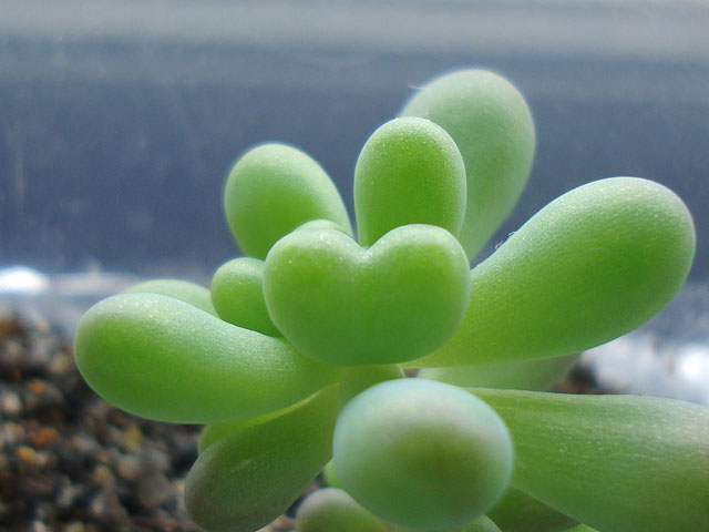 f:id:haworthii:20191127165512j:plain