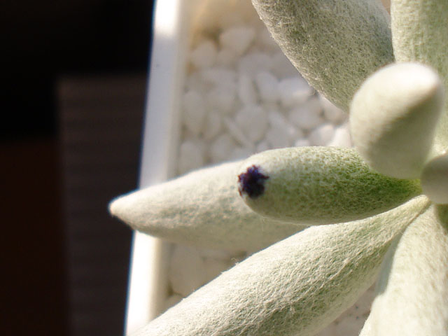 f:id:haworthii:20191216162944j:plain f:id:haworthii:20191216162944j:plain