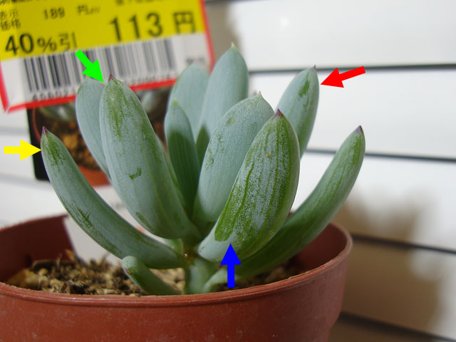 f:id:haworthii:20191227122020j:plain f:id:haworthii:20191227122020j:plain