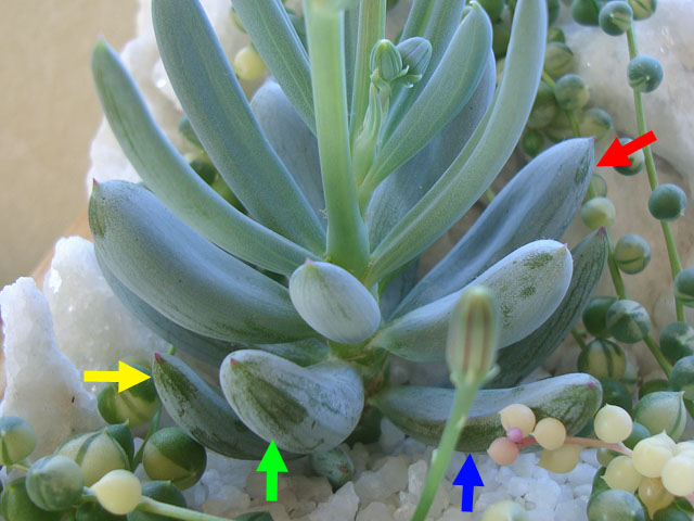 f:id:haworthii:20191227122054j:plain f:id:haworthii:20191227122054j:plain