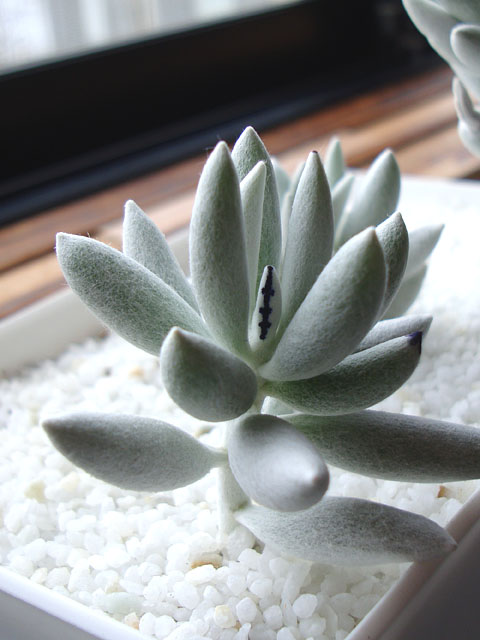 f:id:haworthii:20191230212344j:plain f:id:haworthii:20191230212344j:plain