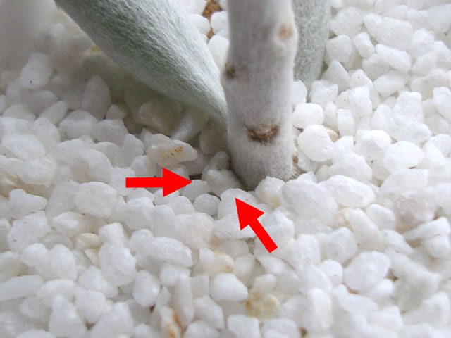 f:id:haworthii:20200113165856j:plain