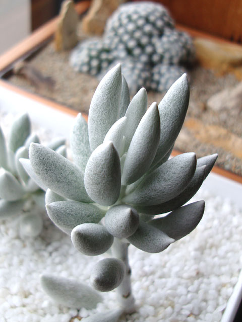 f:id:haworthii:20200113170251j:plain