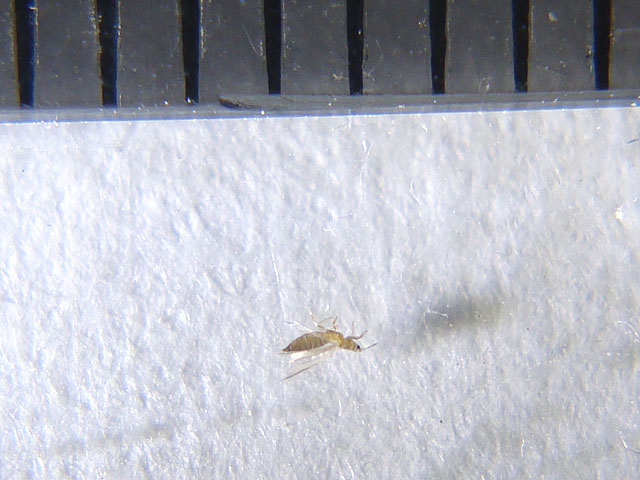 f:id:haworthii:20200120192154j:plain f:id:haworthii:20200120192154j:plain