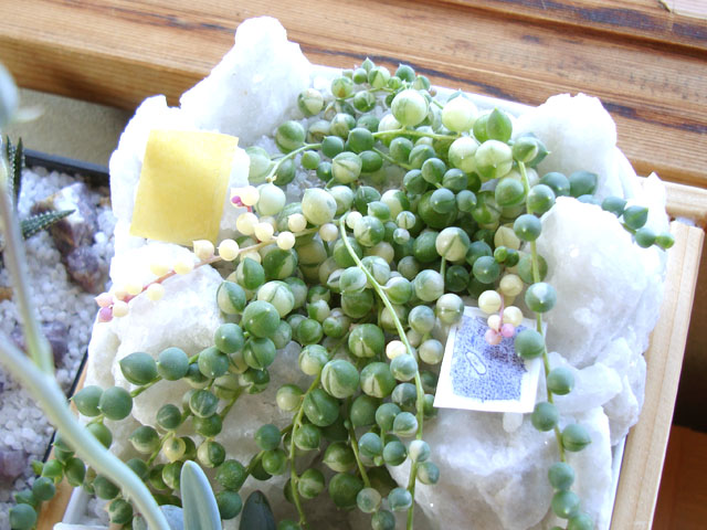 f:id:haworthii:20200120192458j:plain f:id:haworthii:20200120192458j:plain