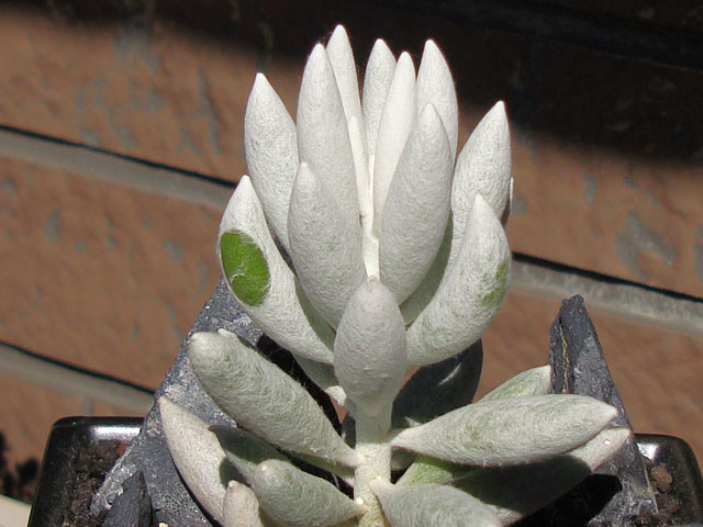 f:id:haworthii:20200206205631j:plain f:id:haworthii:20200206205631j:plain