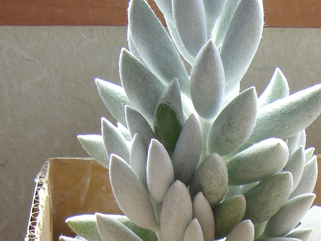 f:id:haworthii:20200206210031j:plain f:id:haworthii:20200206210031j:plain