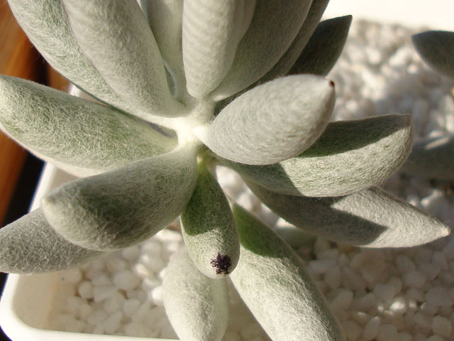 f:id:haworthii:20200207094647j:plain f:id:haworthii:20200207094647j:plain