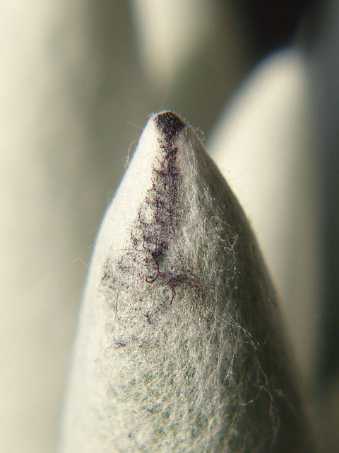 f:id:haworthii:20200207095512j:plain f:id:haworthii:20200207095512j:plain