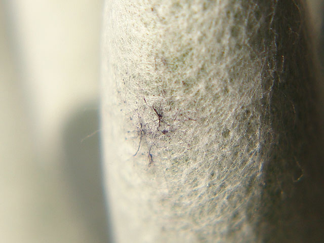 f:id:haworthii:20200207095537j:plain f:id:haworthii:20200207095537j:plain