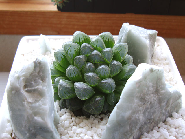 f:id:haworthii:20200215195709j:plain