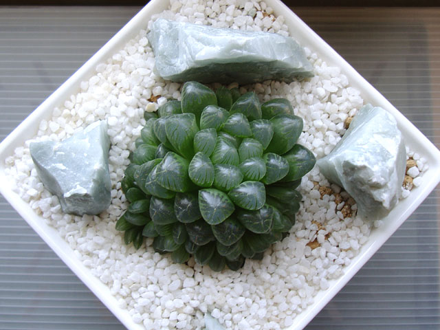 f:id:haworthii:20200215195934j:plain