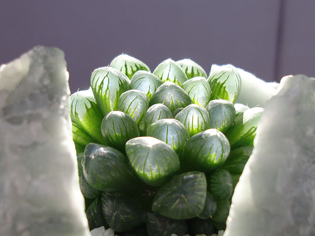 f:id:haworthii:20200215201251j:plain