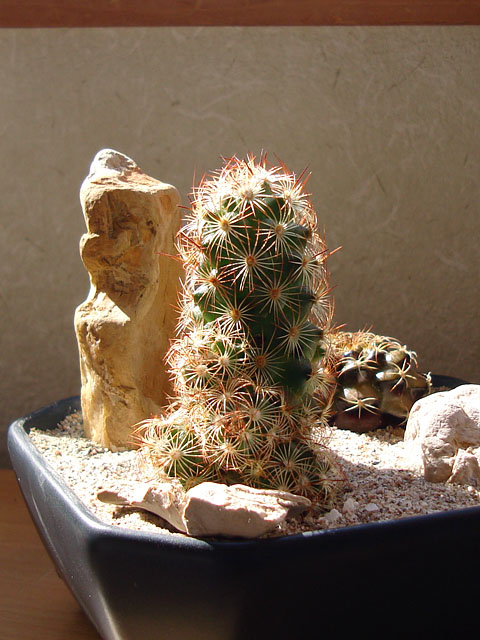 f:id:haworthii:20200223133610j:plain f:id:haworthii:20200223133610j:plain