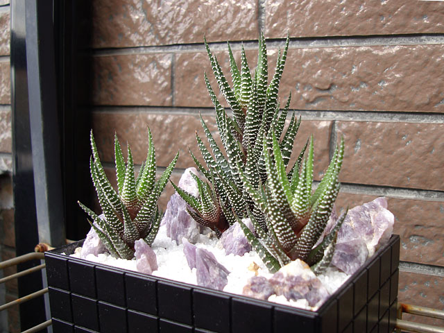 f:id:haworthii:20200223175353j:plain f:id:haworthii:20200223175353j:plain