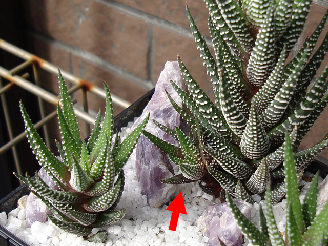 f:id:haworthii:20200223180554j:plain f:id:haworthii:20200223180554j:plain