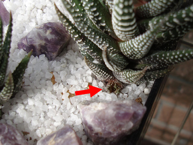 f:id:haworthii:20200223180634j:plain f:id:haworthii:20200223180634j:plain