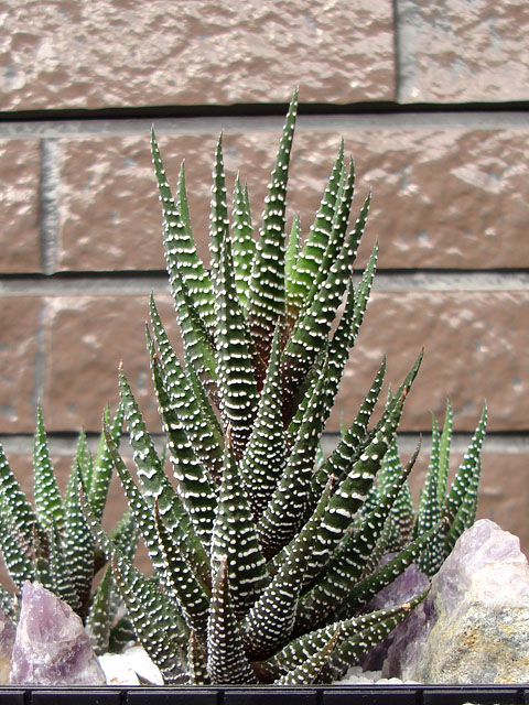 f:id:haworthii:20200223190119j:plain f:id:haworthii:20200223190119j:plain