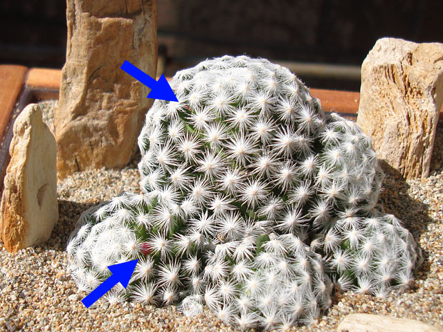 f:id:haworthii:20200228112246j:plain f:id:haworthii:20200228112246j:plain